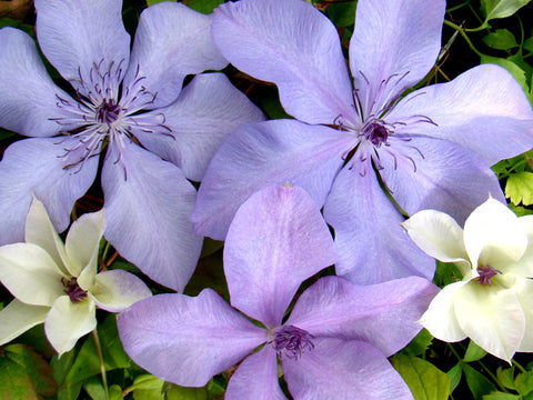 Clematis Moonfleet, Large Flowered Clematis - Brushwood Nursery, Clematis Specialists