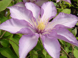 Clematis Morning Star, Large Flowered Clematis - Brushwood Nursery, Clematis Specialists