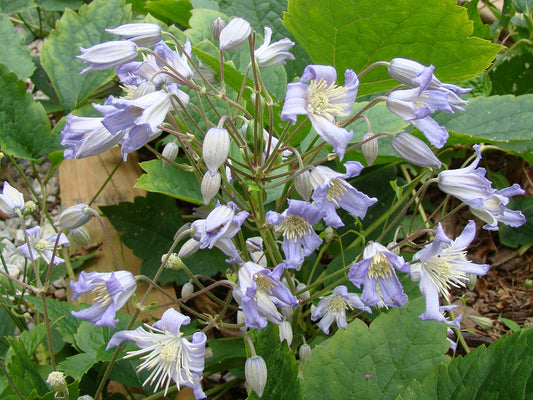 Clematis Mrs Robert Brydon, Non-Vining Clematis - Brushwood Nursery, Clematis Specialists