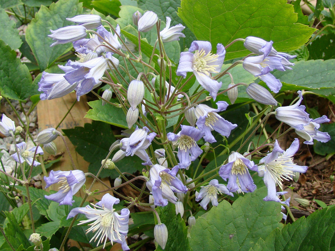 Clematis Mrs Robert Brydon, Non-Vining Clematis - Brushwood Nursery, Clematis Specialists