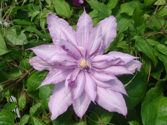 Clematis Mrs Spencer Castle, Large Flowered Clematis - Brushwood Nursery, Clematis Specialists