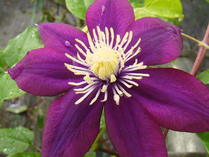 Clematis Mrs Yuki, Large Flowered Clematis - Brushwood Nursery, Clematis Specialists