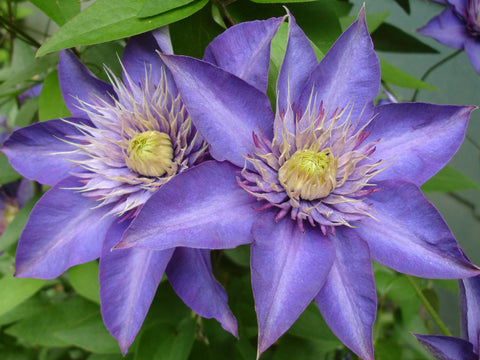 Clematis Multi Blue, Large Flowered Clematis - Brushwood Nursery, Clematis Specialists