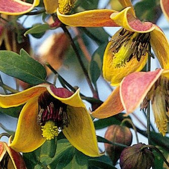 Clematis My Angel, Small Flowered Clematis - Brushwood Nursery, Clematis Specialists