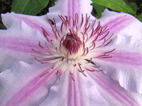 Clematis Nelly Moser Neu, Large Flowered Clematis - Brushwood Nursery, Clematis Specialists
