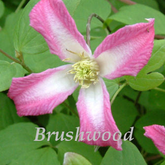 Clematis Odoriba, Small Flowered Clematis - Brushwood Nursery, Clematis Specialists