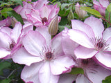 Clematis Omoshiro, Large Flowered Clematis - Brushwood Nursery, Clematis Specialists