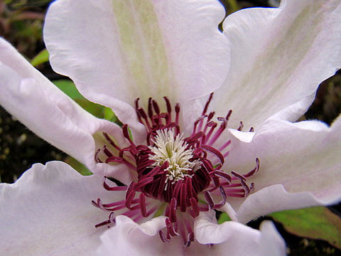 Clematis Otto Froebel, Large Flowered Clematis - Brushwood Nursery, Clematis Specialists