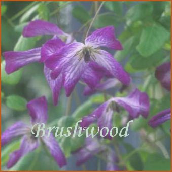 Clematis Palette (Evison), Small Flowered Clematis - Brushwood Nursery, Clematis Specialists