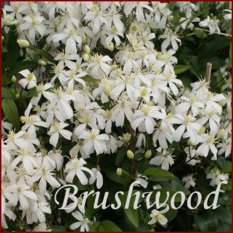 Clematis Pamela, Small Flowered Clematis - Brushwood Nursery, Clematis Specialists