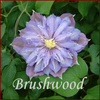 Clematis Paola, Large Flowered Clematis - Brushwood Nursery, Clematis Specialists