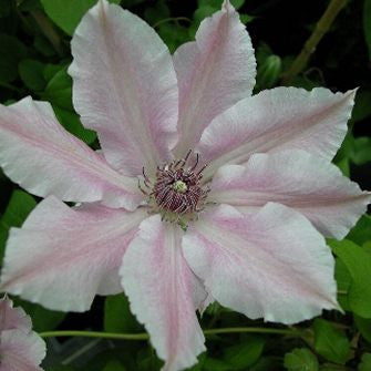 Clematis Parasol, Large Flowered Clematis - Brushwood Nursery, Clematis Specialists