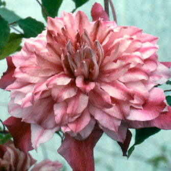 Clematis Patricia Ann Fretwell, Large Flowered Clematis - Brushwood Nursery, Clematis Specialists