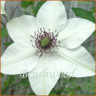 Clematis Pistachio, Large Flowered Clematis - Brushwood Nursery, Clematis Specialists