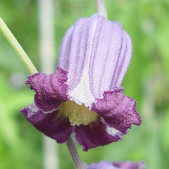 Clematis pitcheri hybrid, Small Flowered Clematis - Brushwood Nursery, Clematis Specialists