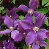 Clematis Polish Spirit, Small Flowered Clematis - Brushwood Nursery, Clematis Specialists