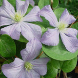 Clematis Prince Charles, Large Flowered Clematis - Brushwood Nursery, Clematis Specialists
