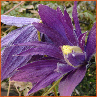 Clematis Purple Spider, Small Flowered Clematis - Brushwood Nursery, Clematis Specialists