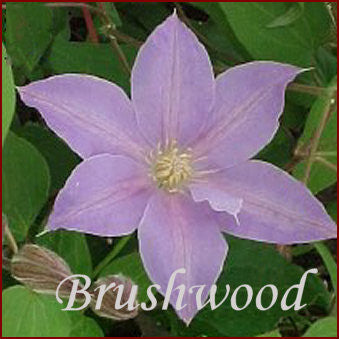 Clematis Queen Alexandra, Large Flowered Clematis - Brushwood Nursery, Clematis Specialists