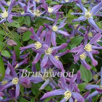 Clematis Queen of Holland, Small Flowered Clematis - Brushwood Nursery, Clematis Specialists
