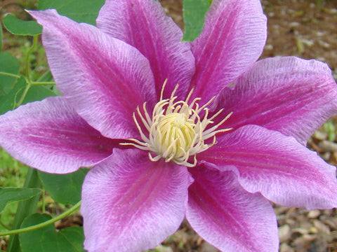 Clematis Red Pearl, Large Flowered Clematis - Brushwood Nursery, Clematis Specialists