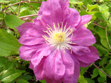 Clematis Red Star, Large Flowered Clematis - Brushwood Nursery, Clematis Specialists