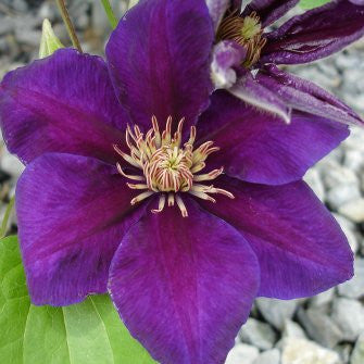 Clematis Reiman, Large Flowered Clematis - Brushwood Nursery, Clematis Specialists
