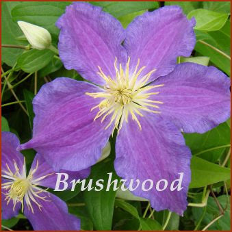 Clematis Rituaal, Large Flowered Clematis - Brushwood Nursery, Clematis Specialists