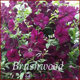 Clematis Royal Velours, Small Flowered Clematis - Brushwood Nursery, Clematis Specialists
