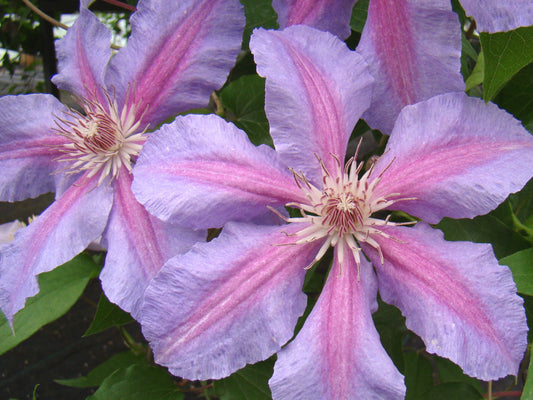 Clematis Sakala, Large Flowered Clematis - Brushwood Nursery, Clematis Specialists
