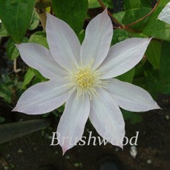 Clematis Sakurahime, Large Flowered Clematis - Brushwood Nursery, Clematis Specialists