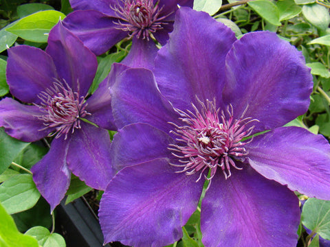 Clematis Sano No Murasaki, Large Flowered Clematis - Brushwood Nursery, Clematis Specialists