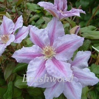 Clematis Sealand Gem, Large Flowered Clematis - Brushwood Nursery, Clematis Specialists