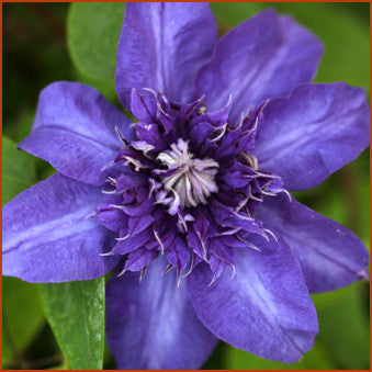 Clematis Shikoo, Large Flowered Clematis - Brushwood Nursery, Clematis Specialists