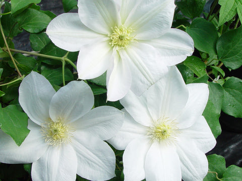 Clematis Shirayukihime, Large Flowered Clematis - Brushwood Nursery, Clematis Specialists