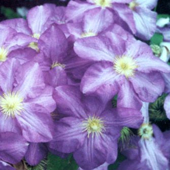 Clematis Silmakivi, Large Flowered Clematis - Brushwood Nursery, Clematis Specialists