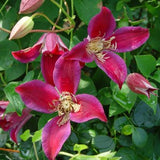 Clematis Sir Trevor Lawrence, Small Flowered Clematis - Brushwood Nursery, Clematis Specialists