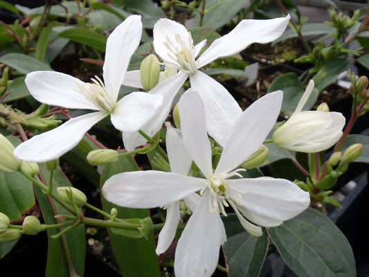 Clematis armandii Snowdrift, Small Flowered Clematis - Brushwood Nursery, Clematis Specialists
