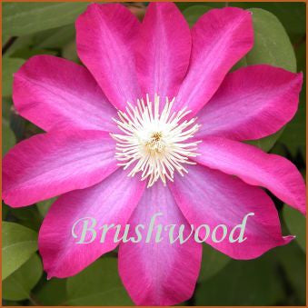 Clematis Starburst, Large Flowered Clematis - Brushwood Nursery, Clematis Specialists