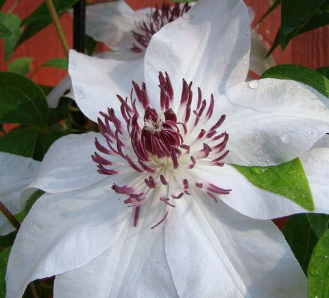 Clematis Starfish, Large Flowered Clematis - Brushwood Nursery, Clematis Specialists