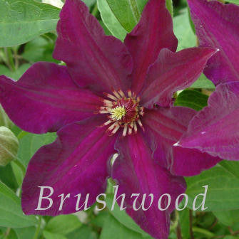 Clematis Stasik, Large Flowered Clematis - Brushwood Nursery, Clematis Specialists