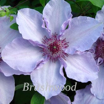 Clematis Still Waters, Large Flowered Clematis - Brushwood Nursery, Clematis Specialists