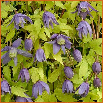 Clematis Stolwijk Gold, Small Flowered Clematis - Brushwood Nursery, Clematis Specialists