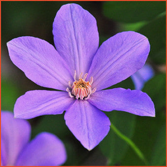 Clematis Sugar-Sweet Lilac, Small Flowered Clematis - Brushwood Nursery, Clematis Specialists