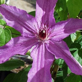 Clematis Sympatia, Large Flowered Clematis - Brushwood Nursery, Clematis Specialists