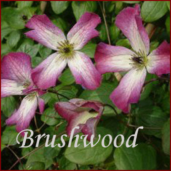 Clematis Tango, Small Flowered Clematis - Brushwood Nursery, Clematis Specialists
