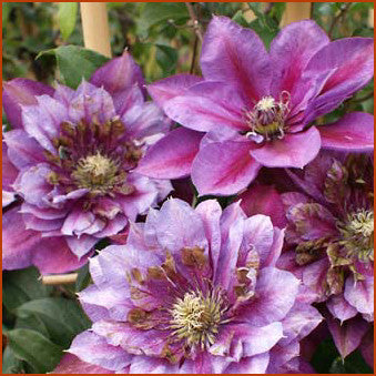 Clematis Temptation, Large Flowered Clematis - Brushwood Nursery, Clematis Specialists
