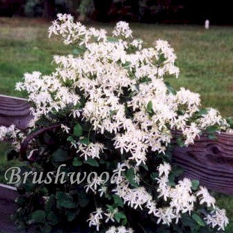Clematis terniflora, Small Flowered Clematis - Brushwood Nursery, Clematis Specialists