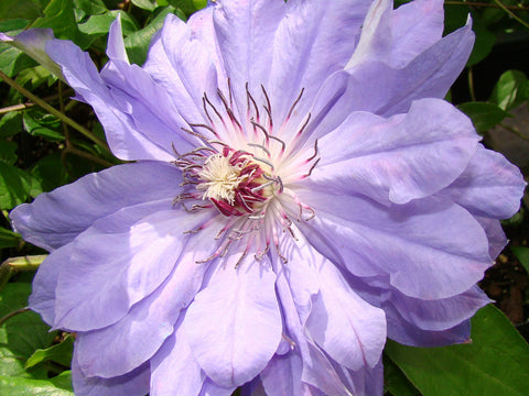 Clematis Teshio, Large Flowered Clematis - Brushwood Nursery, Clematis Specialists