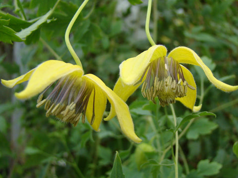 Clematis tibetana, Small Flowered Clematis - Brushwood Nursery, Clematis Specialists